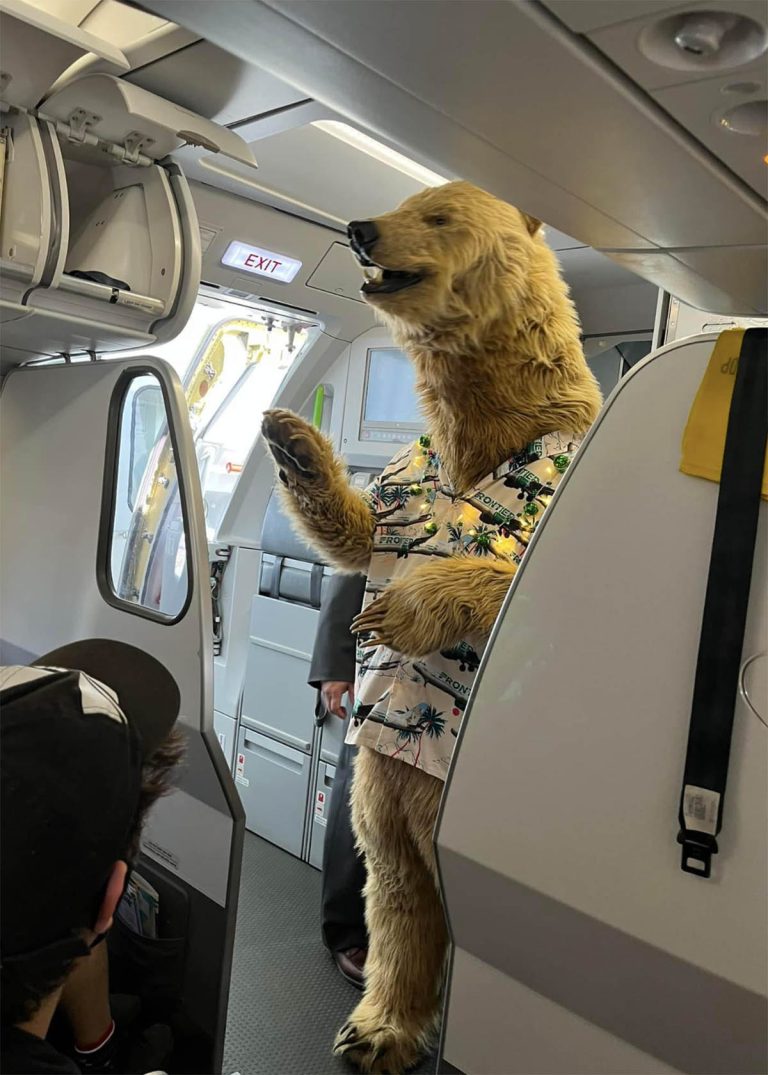 realistic grizzly bear costume for film tv and events