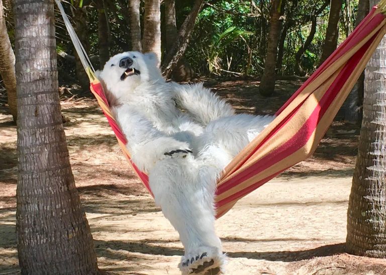 realistic polar bear suit for film tv and events by tv bears international
